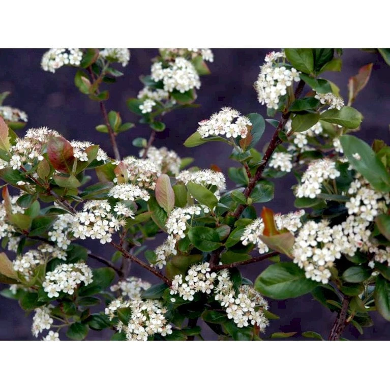 Blommebladet Surbær 'Viking' Aronia Prunifolia 'Viking' Potte 12 Liter,- 60-80 Cm. 4 Blommebladet Surbær 'Viking' Aronia Prunifolia 'Viking' Potte 12 Liter,- 60-80 Cm. - Billede 4