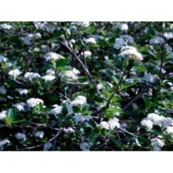 Blommebladet Surbær 'Viking' Aronia Prunifolia 'Viking' Potte 12 Liter,- 60-80 Cm. 9 Blommebladet Surbær 'Viking' Aronia Prunifolia 'Viking' Potte 12 Liter,- 60-80 Cm. -Sirius Butik mi237 aronia melanocarpa viking abc1