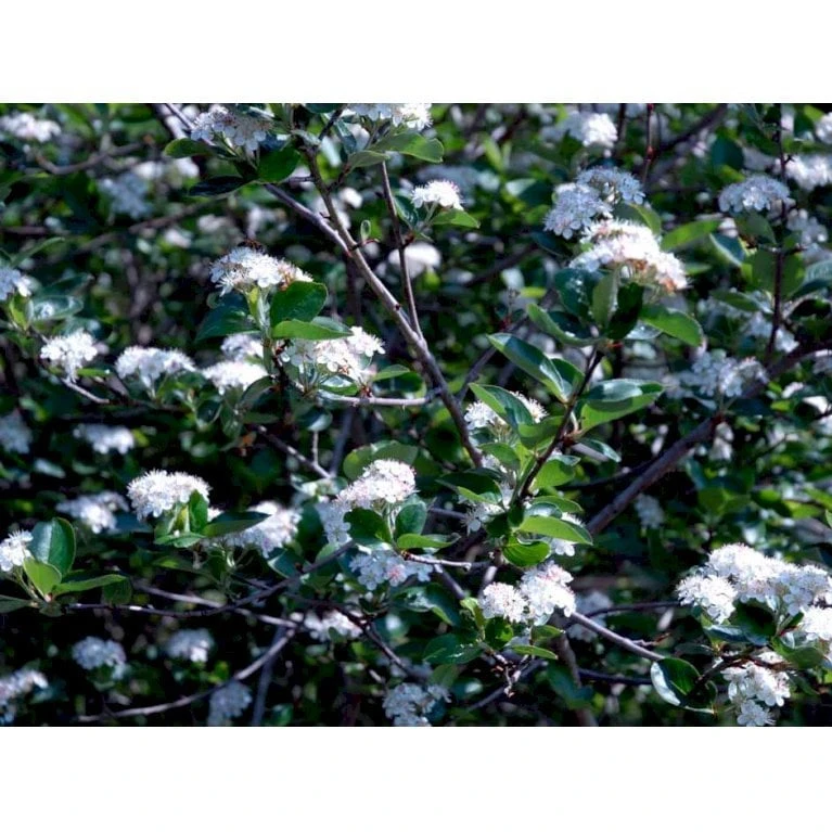 Blommebladet Surbær 'Viking' Aronia Prunifolia 'Viking' Potte 12 Liter,- 60-80 Cm. 5 Blommebladet Surbær 'Viking' Aronia Prunifolia 'Viking' Potte 12 Liter,- 60-80 Cm. - Billede 5