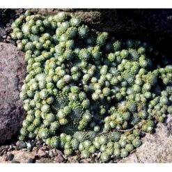 Spindelvævs Husløg Sempervivum Arachnoideum 10 Cm. Potte