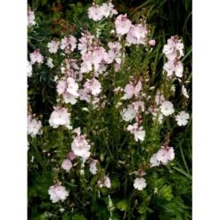 Silkekatost 'Elsie Heugh' Sidalcea Hybrid 'Elsie Heugh' 1 Liter Potte 9 Silkekatost 'Elsie Heugh' Sidalcea Hybrid 'Elsie Heugh' 1 Liter Potte -Sirius Butik mi2386 sidalcea hybrid elsie heugh 0a5a