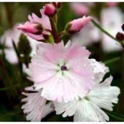 Silkekatost 'Elsie Heugh' Sidalcea Hybrid 'Elsie Heugh' 1 Liter Potte 7 Silkekatost 'Elsie Heugh' Sidalcea Hybrid 'Elsie Heugh' 1 Liter Potte -Sirius Butik mi2386 sidalcea hybrid elsie heugh 9a37