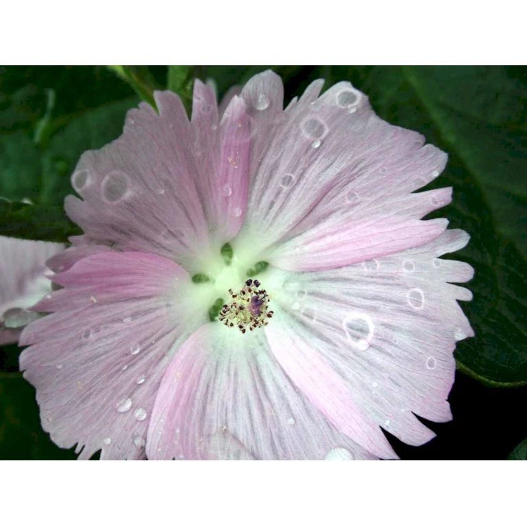 Silkekatost 'Elsie Heugh' Sidalcea Hybrid 'Elsie Heugh' 1 Liter Potte 4 Silkekatost 'Elsie Heugh' Sidalcea Hybrid 'Elsie Heugh' 1 Liter Potte - Billede 4
