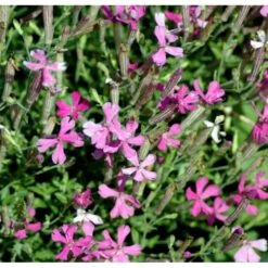 Høst-Limurt Silene Schafta 'Splendens' 1 Liter Potte -Sirius Butik mi2389 silene schafta splendens 0e3f