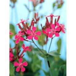 Høst-Limurt Silene Schafta 'Splendens' 1 Liter Potte -Sirius Butik mi2389 silene schafta splendens 172b