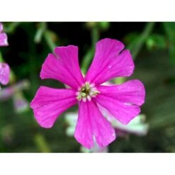 Høst-Limurt Silene Schafta 'Splendens' 1 Liter Potte -Sirius Butik mi2389 silene schafta splendens 4461