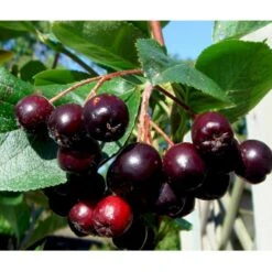 Storfrugtet Surbær 'Aron' Aronia Melanocarpa 'Aron' 5 Liter Potte -Sirius Butik mi238 aronia melanocarpa aron 44f2