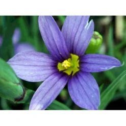 Blåøje Sisyrinchium Angustifolium 1 Liter Potte -Sirius Butik mi2390 sisyrinchium angustifolium 1771