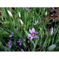 Blåøje Sisyrinchium Angustifolium 1 Liter Potte -Sirius Butik mi2390 sisyrinchium angustifolium 9cb6