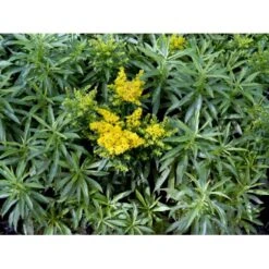 Dværg Gyldenris 'Golden Dwarf' Solidago Hybrid 'Golden Dwarf' 1 Liter Potte -Sirius Butik mi2405 solidago golden dwarf 5a8a