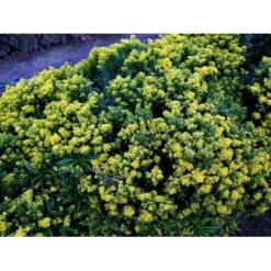 Dværg Gyldenris 'Golden Dwarf' Solidago Hybrid 'Golden Dwarf' 1 Liter Potte -Sirius Butik mi2405 solidago golden dwarf bf0b