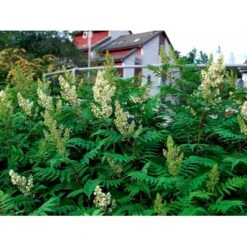 Tusindtop Sorbaria Sorbifolia Solitær Busk 125-150 Cm., Med Klump -Sirius Butik mi2410 sorbaria sorbifolia b97f