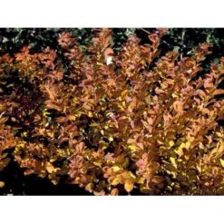 Birkebladet Spiræa 'Thor' Spiraea Betulifolia 'Thor' Potte 2,0 Liter,- 25-30 Cm. 11 Birkebladet Spiræa 'Thor' Spiraea Betulifolia 'Thor' Potte 2,0 Liter,- 25-30 Cm. -Sirius Butik mi2436 spiraea betulifolia tor 6f05