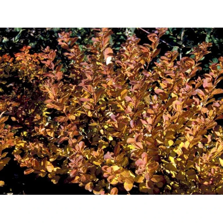 Birkebladet Spiræa 'Thor' Spiraea Betulifolia 'Thor' Potte 2,0 Liter,- 25-30 Cm. 6 Birkebladet Spiræa 'Thor' Spiraea Betulifolia 'Thor' Potte 2,0 Liter,- 25-30 Cm. - Billede 6
