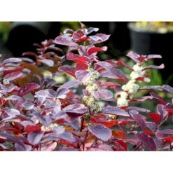 Birkebladet Spiræa 'Thor' Spiraea Betulifolia 'Thor' Potte 2,0 Liter,- 25-30 Cm. 10 Birkebladet Spiræa 'Thor' Spiraea Betulifolia 'Thor' Potte 2,0 Liter,- 25-30 Cm. -Sirius Butik mi2436 spiraea betulifolia tor a2b9