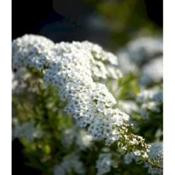Snedrivebusk 'Grefsheim' Spiraea X Cinerea 'Grefsheim' Potte 2,0 Liter,- 40-60 Cm. 7 Snedrivebusk 'Grefsheim' Spiraea X Cinerea 'Grefsheim' Potte 2,0 Liter,- 40-60 Cm. -Sirius Butik mi2439 spiraea cinerea grefsheim 2d7f