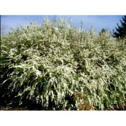 Snedrivebusk 'Grefsheim' Spiraea X Cinerea 'Grefsheim' Potte 2,0 Liter,- 40-60 Cm. 9 Snedrivebusk 'Grefsheim' Spiraea X Cinerea 'Grefsheim' Potte 2,0 Liter,- 40-60 Cm. -Sirius Butik mi2439 spiraea cinerea grefsheim 46b7