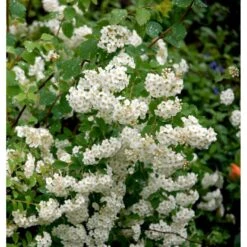 Snedrivebusk 'Grefsheim' Spiraea X Cinerea 'Grefsheim' Potte 2,0 Liter,- 40-60 Cm. 8 Snedrivebusk 'Grefsheim' Spiraea X Cinerea 'Grefsheim' Potte 2,0 Liter,- 40-60 Cm. -Sirius Butik mi2439 spiraea cinerea grefsheim f80a
