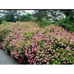 Spiræa 'Little Princess' Spiraea Jap. 'Little Princess' Potte 2,0 Liter,- 25-30 Cm. 11 Spiræa 'Little Princess' Spiraea Jap. 'Little Princess' Potte 2,0 Liter,- 25-30 Cm. -Sirius Butik mi2441 spiraea japonica little princess 9776