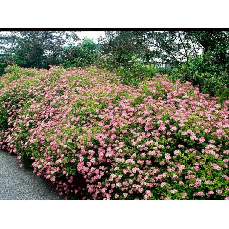 Spiræa 'Little Princess' Spiraea Jap. 'Little Princess' Potte 2,0 Liter,- 25-30 Cm. 6 Spiræa 'Little Princess' Spiraea Jap. 'Little Princess' Potte 2,0 Liter,- 25-30 Cm. - Billede 6
