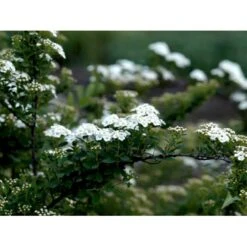 Spiræa 'Snowmound' Spiraea Nipponica 'Snowmound' 5 Liter Potte