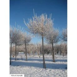 Dværg Syren 'Palibin' Syringa Meyeri 'Palibin' Opstammet 100 Cm. 10 Liter Potte,- 2 års Krone -Sirius Butik mi2467 syringa meyeri palibin d8f4