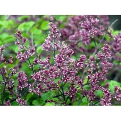 Dværg Syren 'Palibin' Syringa Meyeri 'Palibin' 3 års Kraftig Krone, Opstammet 60 Cm. 7,5 Liter Potte -Sirius Butik mi2467 syringa meyeri palibin fea5 1