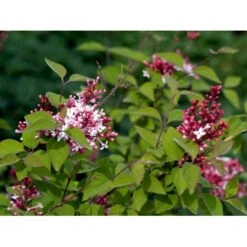 Dværg Syren 'Superba' Syringa Microphylla 'Superba' Med Klump,- 100-120 Cm. -Sirius Butik mi2469 syringa microphylla superba 6c48