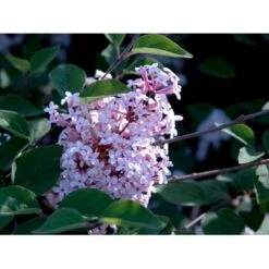 Dværg Syren 'Superba' Syringa Microphylla 'Superba' Med Klump,- 100-120 Cm. -Sirius Butik mi2469 syringa microphylla superba 83a9