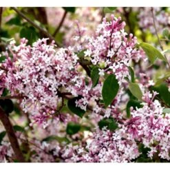 Dværg Syren 'Superba' Syringa Microphylla 'Superba' Med Klump,- 100-120 Cm. -Sirius Butik mi2469 syringa microphylla superba d11a