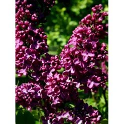 'Andenken An Ludwig Späth' Syringa Vulg. 'Andenken An Ludwig Späth' (storblomstrende) Med Klump,- 150-175 Cm. -Sirius Butik mi2499 syringa vulg andenken an ludwig spaeth 9b90