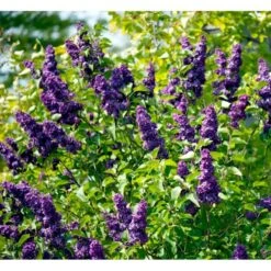 'Andenken An Ludwig Späth' Syringa Vulg. 'Andenken An Ludwig Späth' (storblomstrende) Med Klump,- 150-175 Cm. -Sirius Butik mi2499 syringa vulg andenken an ludwig spaeth a75d