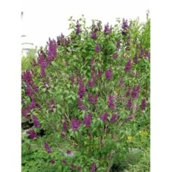 'Andenken An Ludwig Späth' Syringa Vulg. 'Andenken An Ludwig Späth' (storblomstrende) Med Klump,- 150-175 Cm. -Sirius Butik mi2499 syringa vulg andenken an ludwig spaeth e26f