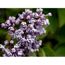 'Katherine Havemeyer' Syringa Vul. 'Katherine Havemeyer' (Storblomstrende) Med Klump,- 150-175 Cm. -Sirius Butik mi2501 syringa vulgaris katherine havemeyer 010c