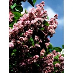 'Katherine Havemeyer' Syringa Vul. 'Katherine Havemeyer' (Storblomstrende) Med Klump,- 150-175 Cm. -Sirius Butik mi2501 syringa vulgaris katherine havemeyer 2b42