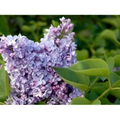 'Katherine Havemeyer' Syringa Vul. 'Katherine Havemeyer' (Storblomstrende) Med Klump,- 150-175 Cm. -Sirius Butik mi2501 syringa vulgaris katherine havemeyer 33d7