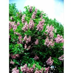 'Katherine Havemeyer' Syringa Vul. 'Katherine Havemeyer' (Storblomstrende) Med Klump,- 150-175 Cm. -Sirius Butik mi2501 syringa vulgaris katherine havemeyer 5101