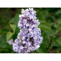 'Katherine Havemeyer' Syringa Vul. 'Katherine Havemeyer' (Storblomstrende) Med Klump,- 150-175 Cm. -Sirius Butik mi2501 syringa vulgaris katherine havemeyer acfe