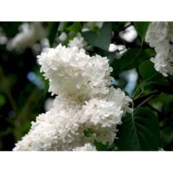'Mme Lemoine' Syringa Vul, 'Mme. Lemoine' (storblomstrende) Potte 12 Liter,- 80-100 Cm. -Sirius Butik mi2503 syringa vulgaris mme lemoine 710e
