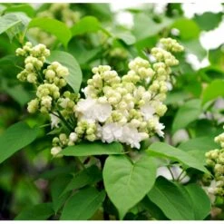 'Mme Lemoine' Syringa Vul, 'Mme. Lemoine' (storblomstrende) Potte 12 Liter,- 80-100 Cm. -Sirius Butik mi2503 syringa vulgaris mme lemoine a294