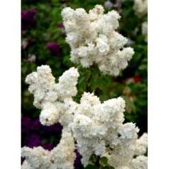 'Mme Lemoine' Syringa Vul, 'Mme. Lemoine' (storblomstrende) Potte 12 Liter,- 80-100 Cm. -Sirius Butik mi2503 syringa vulgaris mme lemoine f935
