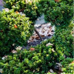 Japansk Taks 'Nana' Taxus Cuspidata 'Nana' Potte 5,0 Liter,- 30-40 Cm. -Sirius Butik mi2517 taxus cuspidata nana b3a4