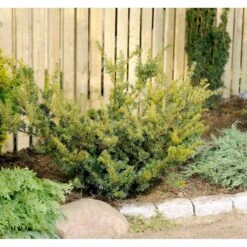 Taks 'Farmen' Taxus Media 'Farmen' Potte 3,0 Liter,- 25-30 Cm. -Sirius Butik mi2521 taxus media farmen 1685