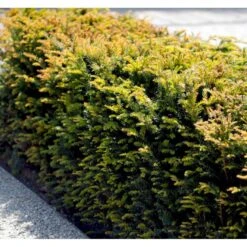Almindelig Taks Taxus Baccata Potte 3,0 Liter,- 40-60 Cm. -Sirius Butik mi2523 taxus baccata 5d1f