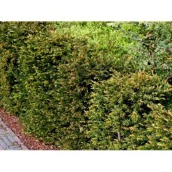 Almindelig Taks Taxus Baccata Potte 3,0 Liter,- 40-60 Cm. -Sirius Butik mi2539 taxus baccata kugle 28cd