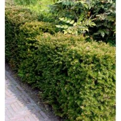 Almindelig Taks Taxus Baccata Potte 3,0 Liter,- 40-60 Cm. -Sirius Butik mi2539 taxus baccata kugle 2bf6