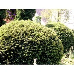 Almindelig Taks Taxus Baccata Potte 3,0 Liter,- 40-60 Cm. -Sirius Butik mi2539 taxus baccata kugle 6150