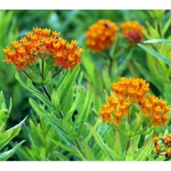 Orange-Silkeplante Asclepias Tuberosa 1 Liter Potte -Sirius Butik mi253 asclepias tuberosa 5a76