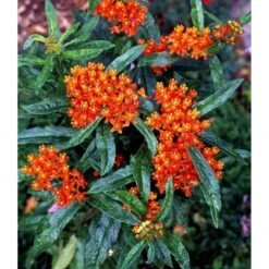 Orange-Silkeplante Asclepias Tuberosa 1 Liter Potte -Sirius Butik mi253 asclepias tuberosa 92be
