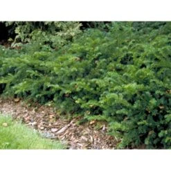 Krybende Almindelig Taks 'Repandens' Taxus Baccata 'Repandens' Potte 3,0 Liter,- 25-30 Cm. -Sirius Butik mi2551 taxus baccata repandens 406a